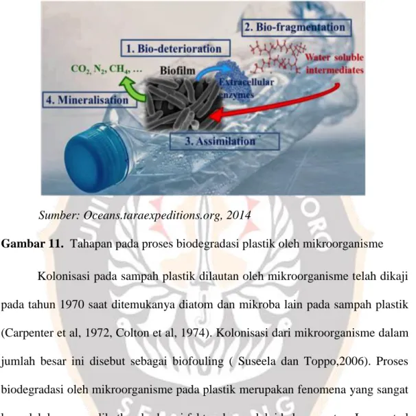 Peranan Mikroalga Spirulina Sp Dalam Proses Biodegradasi Plastik Dan