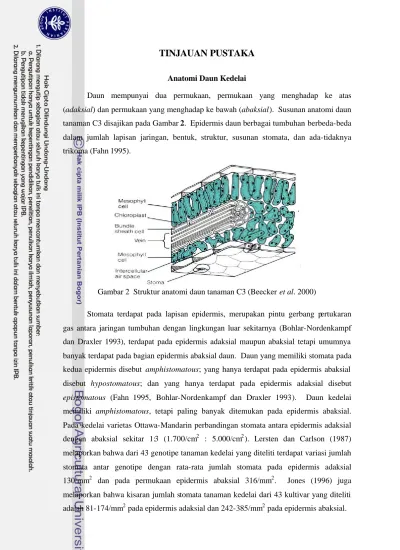 Tinjauan Pustaka Anatomi Daun Kedelai