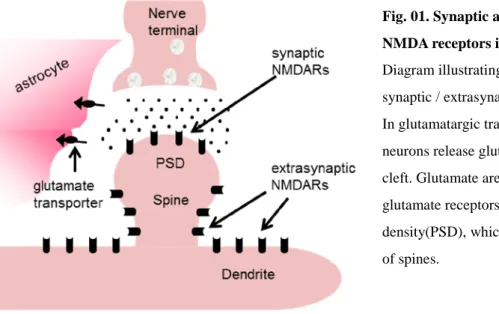 Fig. 01. Synaptic and extrasynaptic  NMDA receptors in dendrites.   