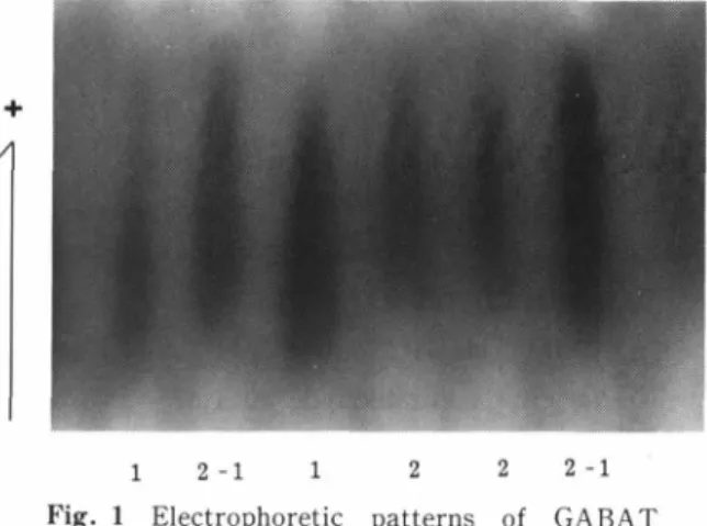 Table  1 に日本人における肝 GABAT i s o z yme  の各表現型の分布と遺伝子頻度を示した .観察値 か ら 得 ら れ た 遺 伝 子 頻 度 は GABAT '= 0 