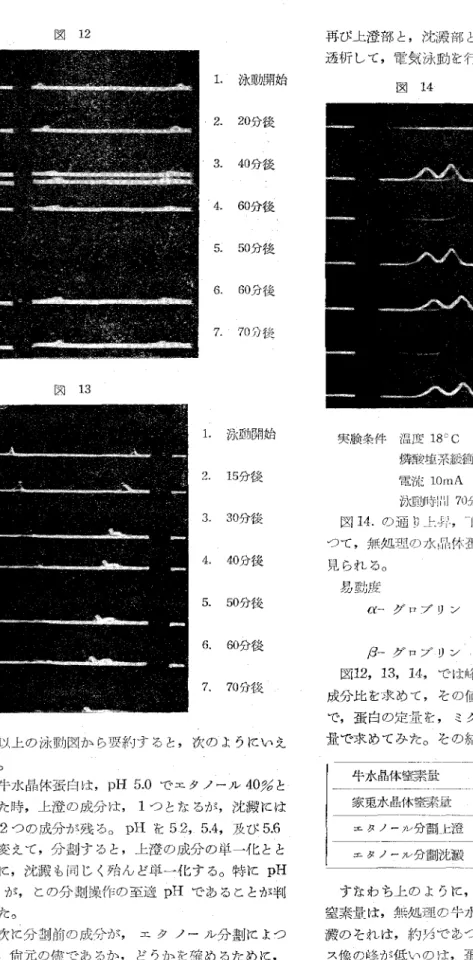 図 13 1．泳動開始2．20分後3．40分後．4．60分後5．50分後6．60分後7．70分後 L 泳動開始 2．15分後 3．30分後 4，40分後 5．50分後 6。60分後 7．70分後  以上の泳動図から要約すると，次のようにいえ る。  牛水晶体蛋白は，pH 5．0で工タノーール40％と した時，上澄の成分ぱ，1つとなるが，沈澱には 尚2つの成分が残る。pHを5、2，5．4，及び5．6 と変えて，分劃すると，上澄の成分の単一化とと もに，沈澱も同じく殆んど単一化する。特にpH 5．6が，この分劃