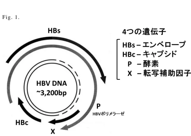 図 と 説 明 Fi g .   1 .   Fi g.  1 .  H B V ウ イ ル ス HB V ウ イ ル ス と 、 そ の DNA 上 に コ ー ド さ れ て い る 4 つ の 遺 伝 子 の 概 略 図 。 HB s か ら エ ン ベ ロ ー プ 、 HB c か ら キ ャ プ シ ド 、 P (p ol ym eras e )  か ら 酵 素 で あ る HB V ポ リ メ ラ ー ゼ 、 X か ら 転 写 補 助 因 子 と な る タ ン パ ク 質 が 転 写 、 