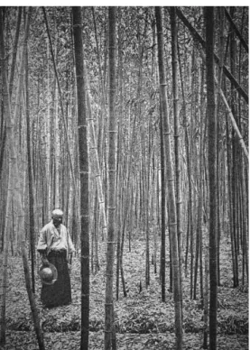 Figure 2 A Well-kept Forest of Timber bamboo (Phyllostachys quilioi) (“Lessons from Japan,” National Geographic Magazine 15.5 [May 1904], p.223)