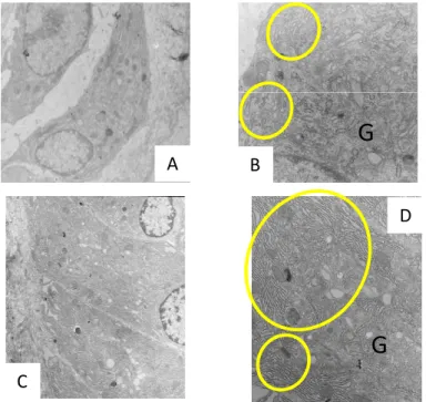 Fig 18. TEM images of the osteoblasts at each portions in 3‐week‐old.