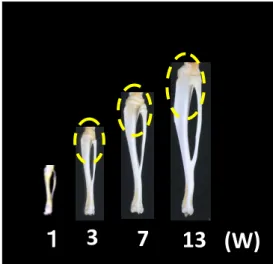 Fig 1. Morphological Changes in tibiae with growth １3713 (W) 3 5 10 (W) Fig 2. Arrangements of bone trabeculae at the  proximal cancellous bone in each week‐old  Fig. 3 Changes of thickness of proximal growth plate of  12 3