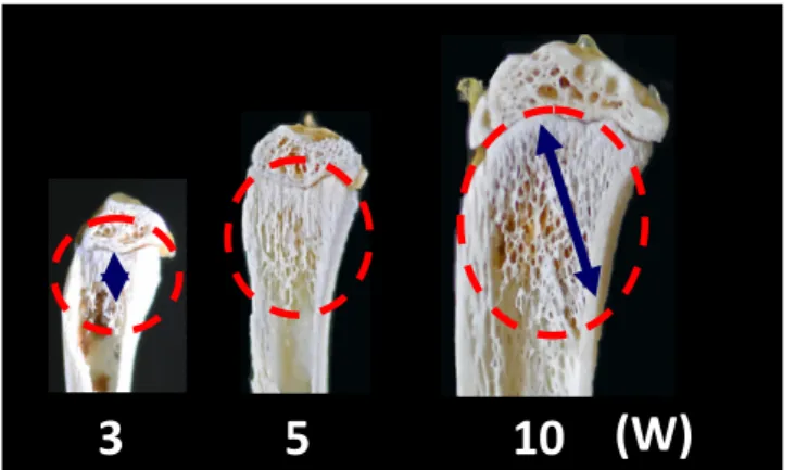 Fig 1. Morphological Changes in tibiae with growth １3713 (W) 3 5 10 (W) Fig 2. Arrangements of bone trabeculae at the  proximal cancellous bone in each week‐old  Fig. 3 Changes of thickness of proximal growth plate of   tibiae with growth 1: 3 week‐old, 2: