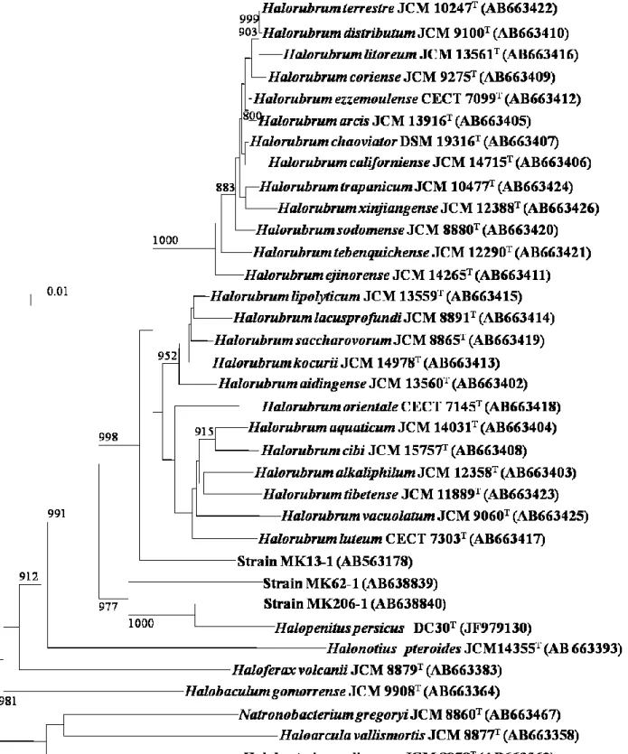 図 2.3. 16S rRNA 遺伝子に基づく近隣結合樹