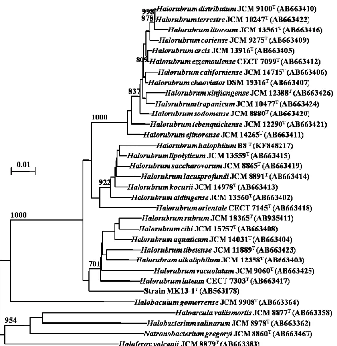 図 3.3.  16S rRNA 遺伝子に基づく近隣結合樹 