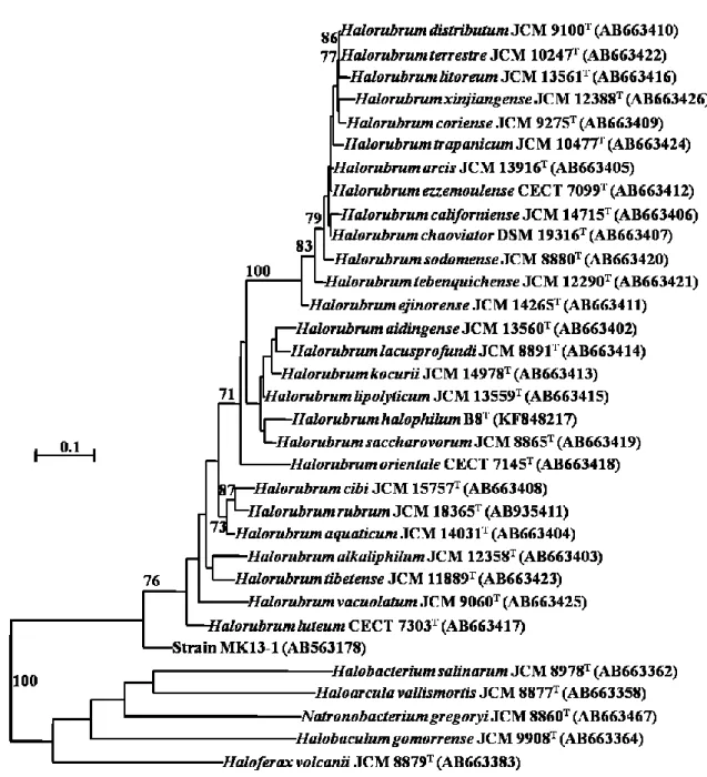 図 3.4.  16S rRNA 遺伝子に基づく最尤系統樹 