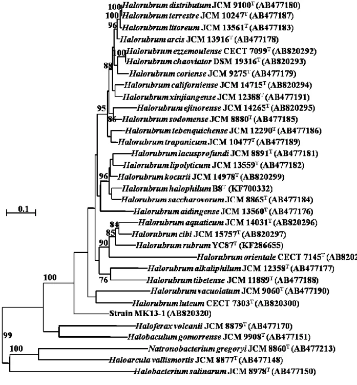 図 3.5.    rpoB’遺伝子塩基配列に基づく最尤系統樹 