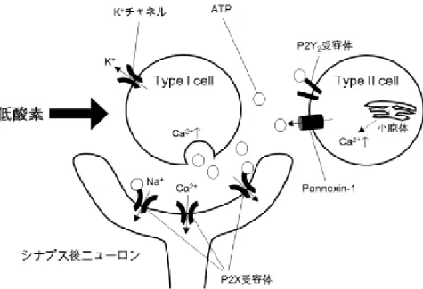 図 3  頸動脈小体の cell タイプ 