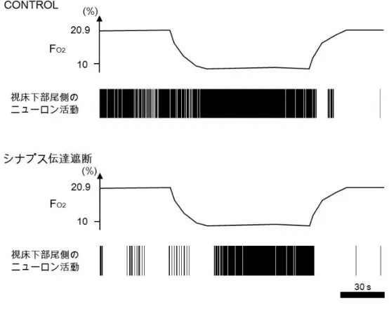 図 4  ニューロンの内因性低酸素興奮性 