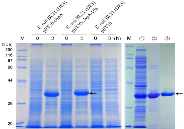 図 2-6. Pseudomonas putida CbpA の Escherichia coli BL21(DE3) 株における発現 IPTG 誘導前（ 0 ）と誘導後 3 時間後（ 3 ）の細胞 内全タンパク質を泳動した。 His タグ付 CbpA の精製過程を、右側のパネルに示した。①プレンチプレス後 （可溶性画分）、② Ni ＋ カラム精製画分、③ DEAE カラムパス画分     黒矢印は His タグ付き CbpA の位置を示す。(kDa) 200 116 97 66 44 29   20 