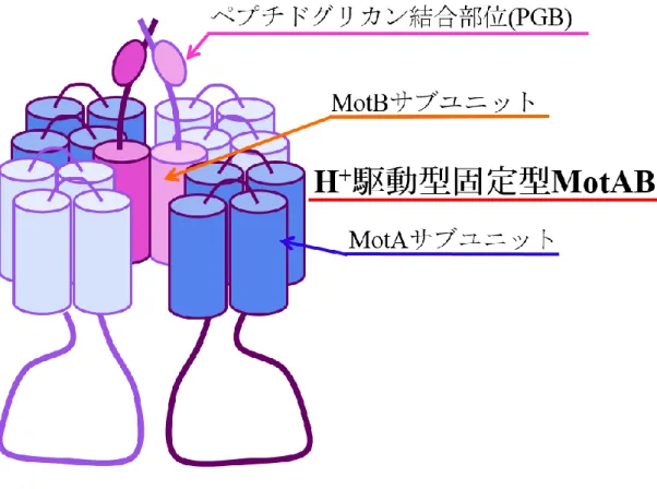 図 1-4．H + 駆動型固定子 MotAB 複合体の概略図 