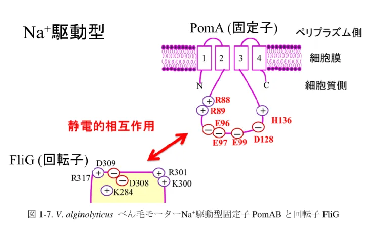 図 1-7. V. alginolyticus  べん毛モーターNa + 駆動型固定子 PomAB と回転子 FliG との相互作用模式図  V. alginolyticus のべん毛モーターの運動性に関与していると考えられる Na + 駆 動型固定子構成タンパク質 PomA の荷電アミノ酸残基(R88、R89、E96、E97、 E99 、 D128 、 H136) と回転子構成タンパク質 FliG の C 末端領域に存在する荷電 アミノ酸残基(K284、K300、R301、D308、D309、R317)を