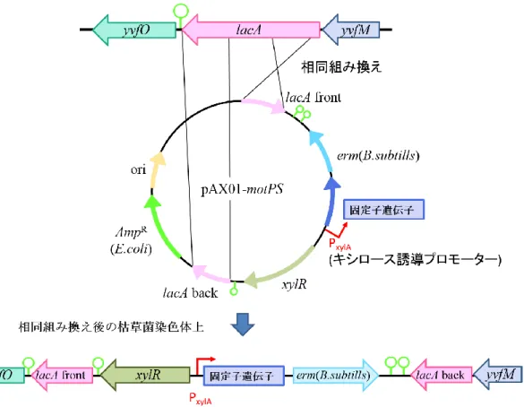 図 2-2. lacA 領域による枯草菌染色体上への相同組み換え模式図 