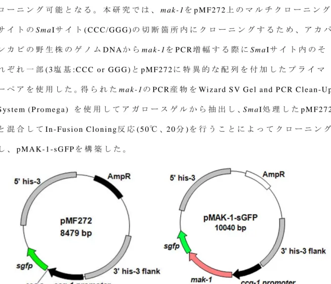 Table 3. Primers for pMAK-1-sGFP construction Primer name  Primer sequence (5′→3′) 