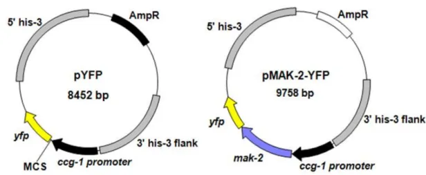 Table 4. Primers for pMAK-2-YFP construction Primer name  Primer sequence (5′→3′) 
