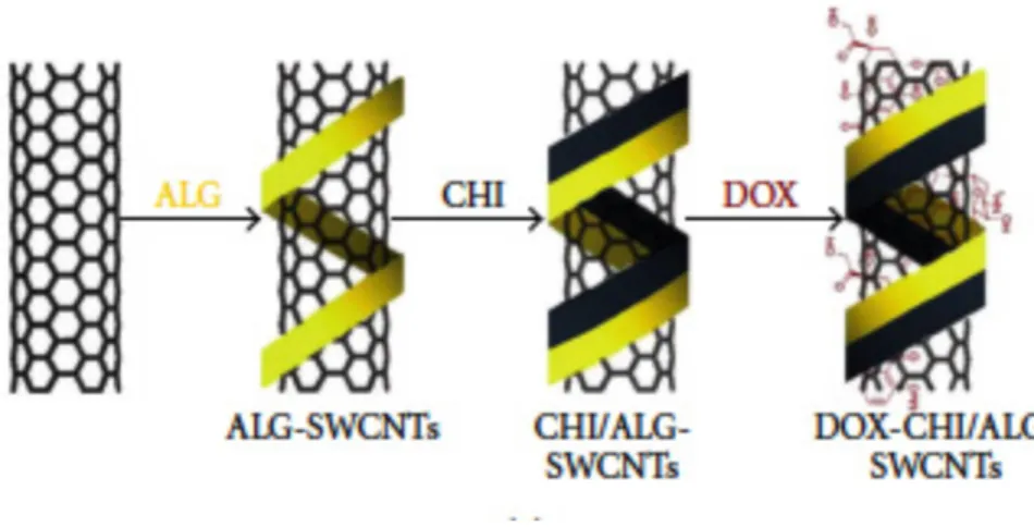 Figure 7.  Preparation of SWNTs-DOX after inclusion of bioadhesive  polymers to enhance nanotubes dispersability in aqueous phase