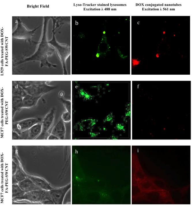 Figure 9. Confocal laser scanning microscopy (CLSM) images showing the selective  internalization of SWCNTs by L929 and MCF7 cells