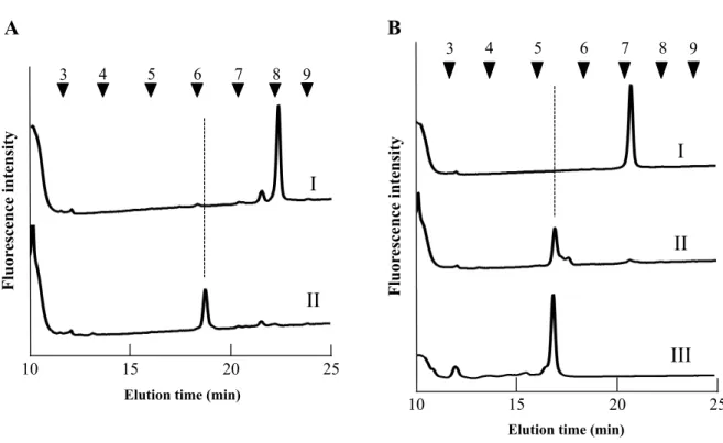 Fig. 2-8. d4 の β —N—アセチルヘキソサミニダーゼ消化産物のサイズ分画 HPLC 結果 