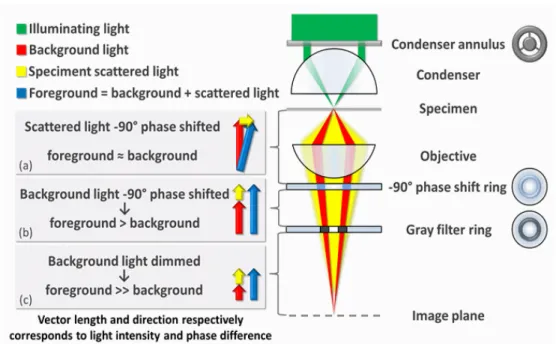 Figure 2.2: Principle of phase contrast microscopy 