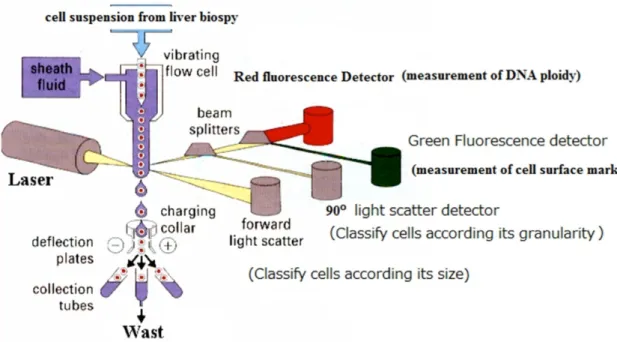Figure 2.3. Flow cytometry working principle 
