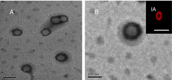 Figure 4.3 The TEM images of HNPs without inner core. Inset image IA is  obtained by confocal microscopy