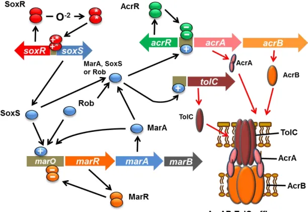 Fig. 1-4 Regulatory controls governing the expression of the E. coli acrAB  and tolC genes 