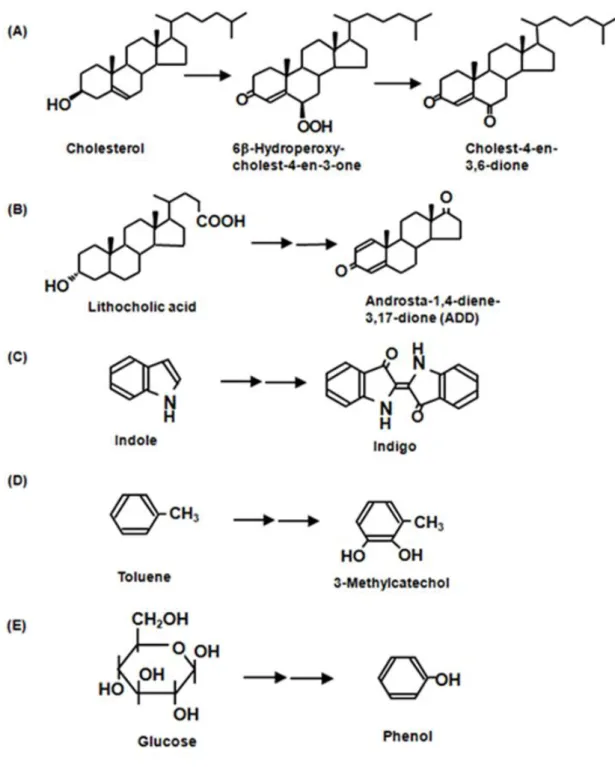 Fig. 1-6 Bioconversion of various compounds in the two phase system  (A) Cholesterol bioconversion by Burkholderia cepacia strain ST-200, (B)  Steroid hormone precursors production from lithocholic acid by 