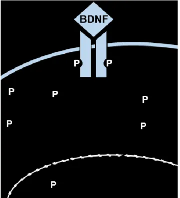 Figure 3.  The BDNF/TrkB signaling cascade. 