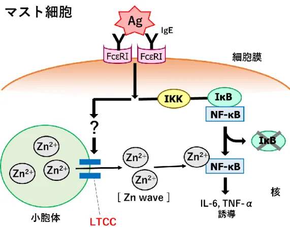 図 1. マスト細胞における亜鉛ウェーブのシグナル経路 