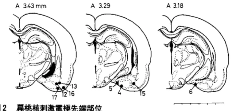 図 2 肩桃核刺激電極先端部位 ・，‑，