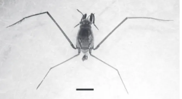Figure 1.  Male adult of ocean skater  . The scale is 2mm.