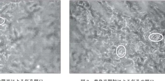 図 2 太陽光による気孔関口 図 3 青色光照射による気孔の開口 り.赤 LEDには定格電琉の 300 皿 A 、育、緑 LED に定格電流の 350mA が流れるように抵抗値を 定的、 1 0 個の LED をユニバーサル基板に取り付けた.他に.近赤外紫外 LED4) の 2 種類の光を 単独に照射し、 USB デジタル顕微鏡でリアルタイムに観察した.