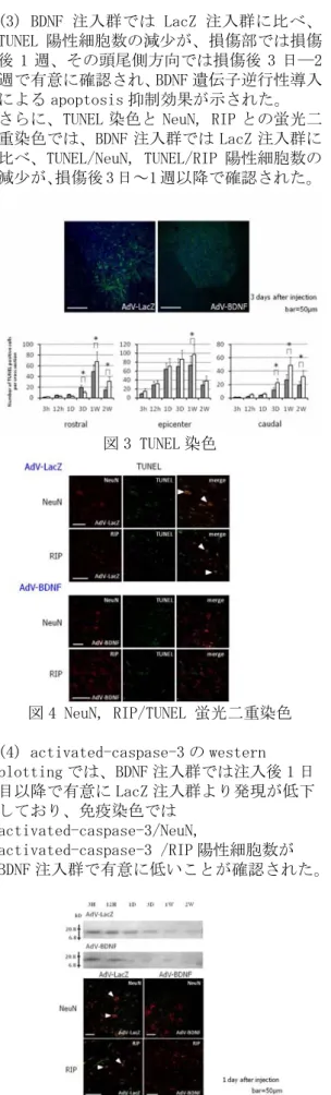 図 5 activate-caspase-3 の Western blotting および NeuN, RIP との蛍光免疫染色  (5) 損傷後 4 週における oligodendrocyte のprogenitor cell の指標とされる NG2 の発現は、損傷部およびその頭尾側において BDNF注入群で有意に高かった。 図 6 NG2 発現に与える影響 逆行性導入は軸索流を介したアプローチであり、直接導入は前角細胞のみと理論上は考えられるが、興味深いことに脊髄損傷の環 境下ではグリア系細胞への直接的