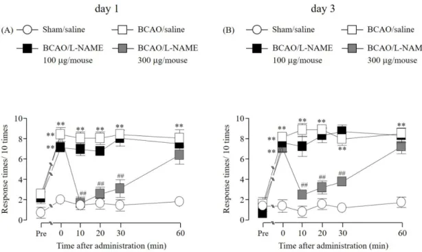 Fig.  2 Effect of (i.t.)  administration of L-NAME on the development of mechanical allodynia  after BCAO 