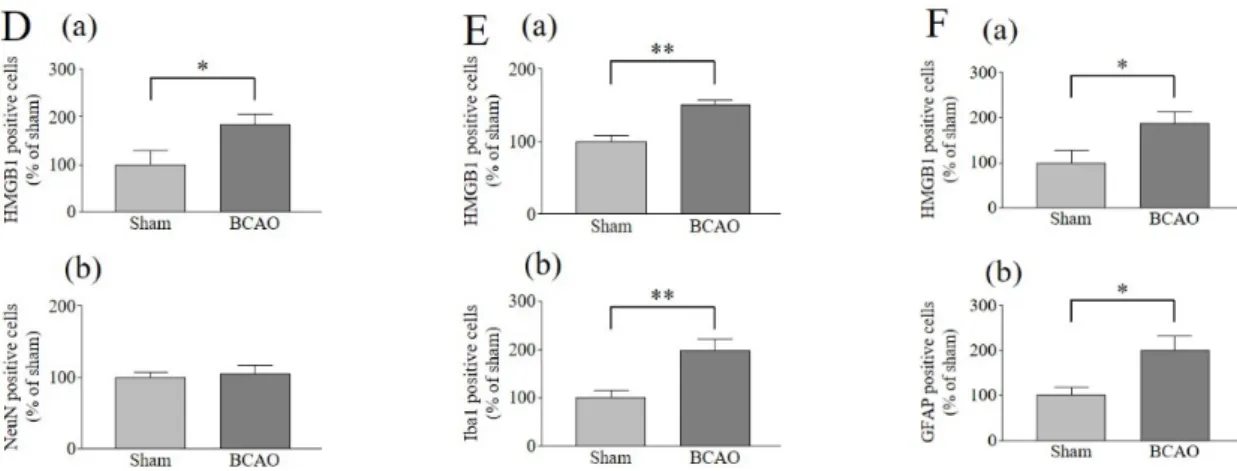 Fig.  7 Analysis of activated spinal glial cells after BCAO and HMGB1 expression in spinal  neurons and glial cells