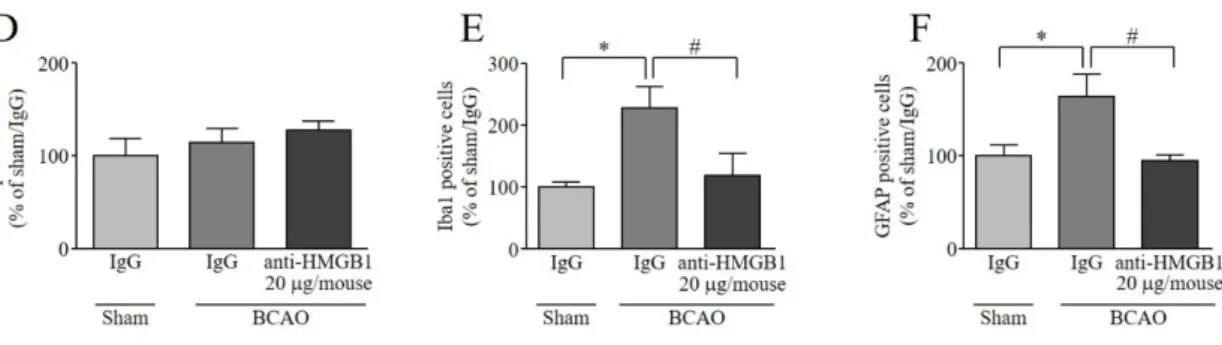 Fig. 10 Effect of (i.t.) anti-HMGB1 mAb on BCAO-induced activation of spinal glial cells