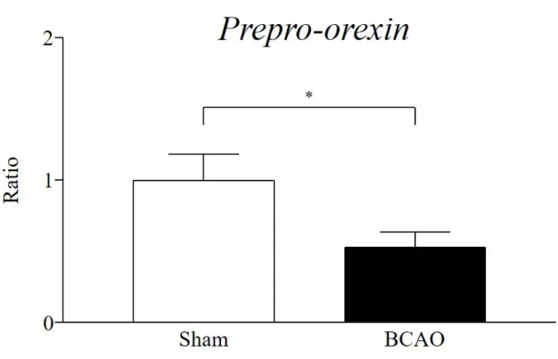 Fig. 13 Expression of prepro-orexin in the hypothalamus after BCAO 