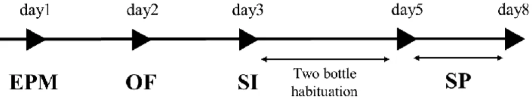 Fig. 1. Experimental schedule for behavioral analysis.   