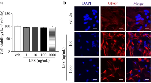Fig. 6. The effect of LPS to cell viability and morphology in the primary astrocyte. 