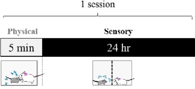 Fig. 11. Experimental schedule for exposed social defeat stress. 