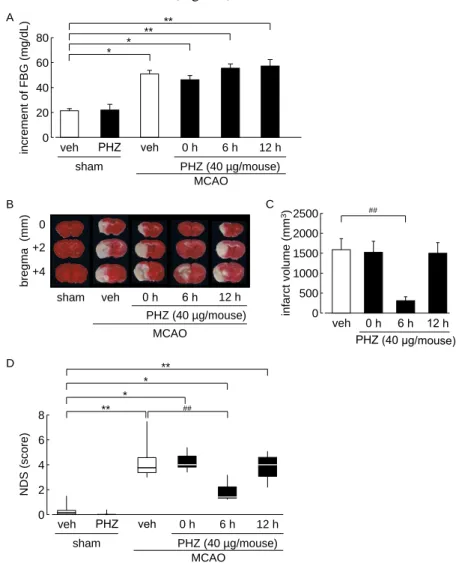 Fig. 1 Time dependently effect of phlorizin on the development of cerebral ischemic neuronal damage
