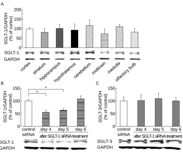 Fig.  5.  Distribution  of  SGLT-1  and  the  effect  of  SGLT-1  siRNA  administration  on  the  expression  levels  of  SGLT-1 and -3 in naive mouse brains