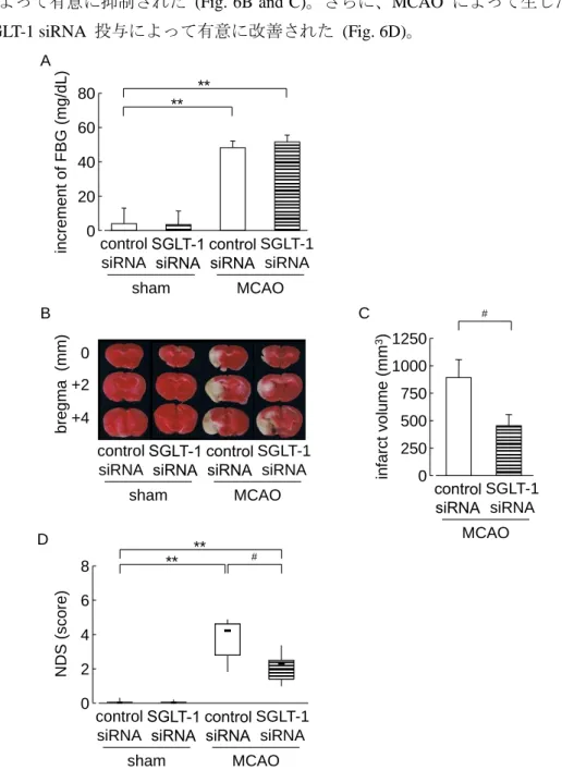 Fig. 6. Effect of SGLT-1 siRNA treatment on the development of cerebral ischemic neuronal damage