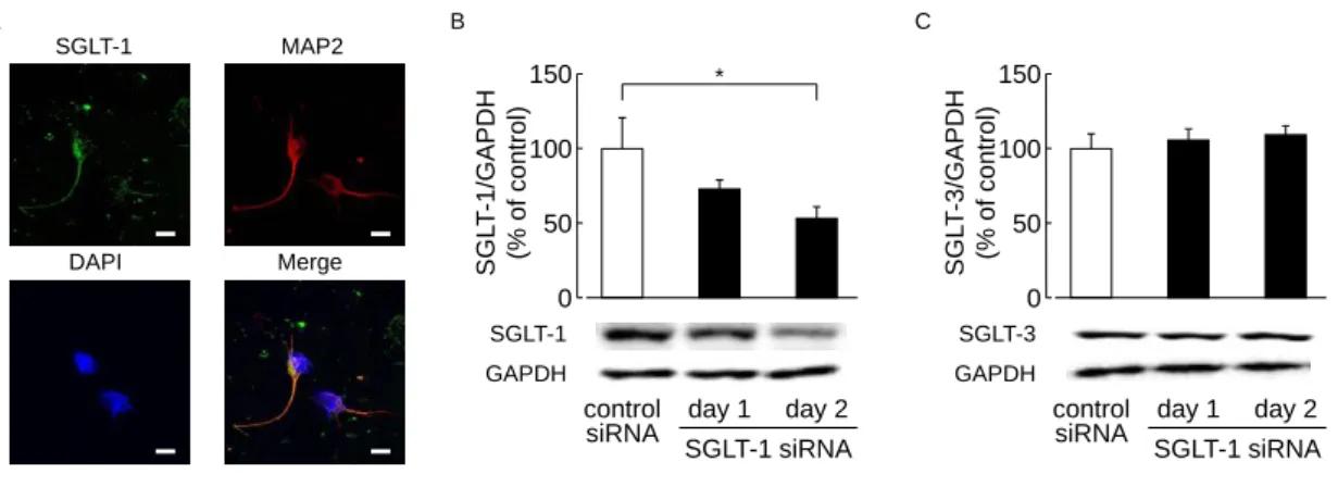 Fig.  10.  Expression  of  SGLT-1  in  primary  cortical  neuron  and  the  effect  of  SGLT-1  siRNA  treatment  on  the  expression levels of SGLT-1 and -3 in primary cortical neuron