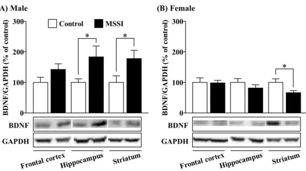 Fig. 6. Effect of MSSI on brain BDNF expression at 3 weeks of age. 