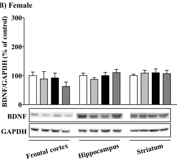 Fig. 7. Effect of MSSI on brain BDNF expression at 12 weeks of age. 