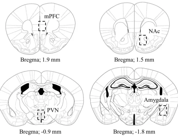 Fig. 8. Graphical representation of brain regions analyzed for p-ERK expression. 
